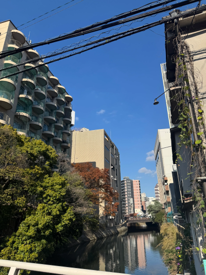 apartment and a tree