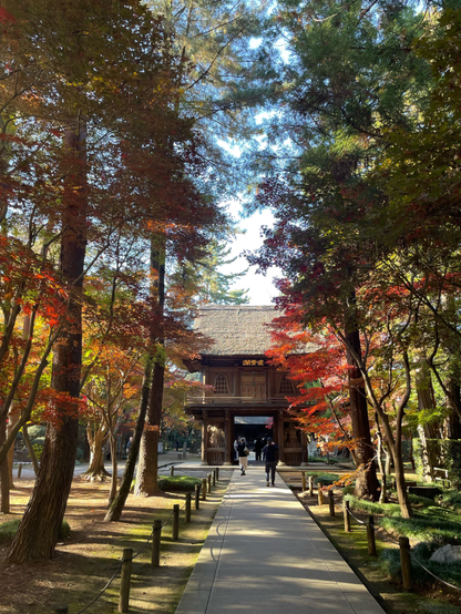 Paved temple entrance walkway leading to a wooden two story inner gate with thatched roof. The path is lined on both sides with tall maples and pines. Sunlight is filtering through highlighting the fall reds and yellows on the maples.