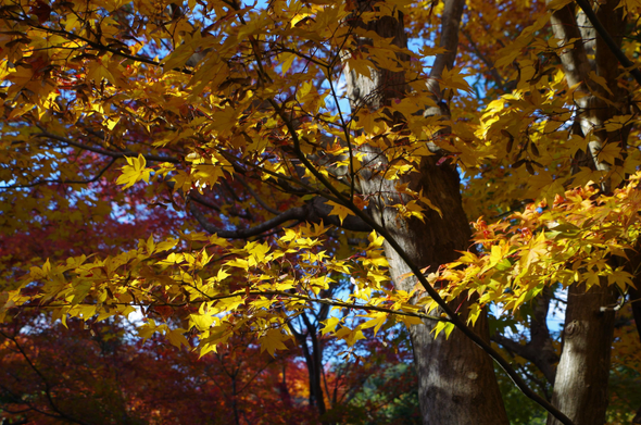 Autumn at Adashino Nenbutsu-ji.