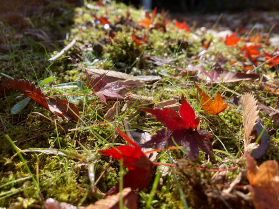 Autumn at Adashino Nenbutsu-ji.
