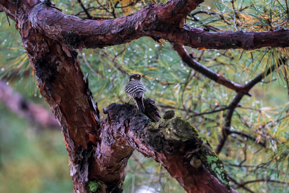 A Japanese Pigmy Woodpecker, which is about the size of a large sparrow, is standing on a thick branch of a pine tree, under the canopy, looking around to its surroundings.