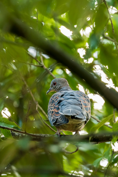 An oriental turtle dove is perched inside the leafs of a bushy tree. It is facing away from the camera, bit with its head turned towards it, looking at it. Its pupils are wide open, indicating how dark it was inside the tree, but a good capture was still possible.
