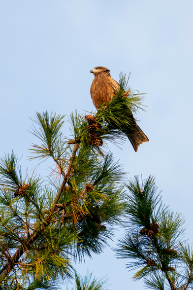 A black kite, a type of raptor, is perched on the top branch of a tall pine tree. The tree has several small pine cones attached to it, and the pine needles are very long. The raptor is basking on the golden sunset light, and the sky behind is light blue.