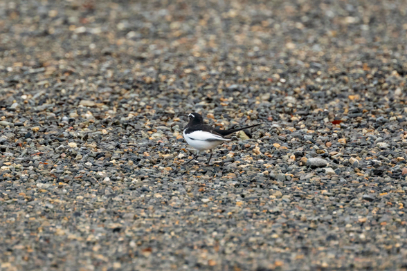 A Japanese wagtail walks over a gravel patch, looking around in between scavenges in the gravels.