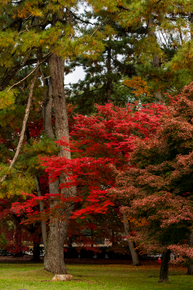 Several tall trees are visible, some pines, and a few Japanese maples, one in peak autumn red colors, almost burning through the image because its red is so bright.