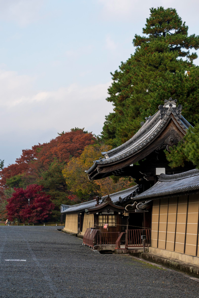 The walls of the kyoto imperial palace residence, fronted by a gravel yard, are visible, as well as a gate. The structure is lined with tall pine and maple trees along its distance, and is painted in a light brown color, while its curved roof is iron blue.