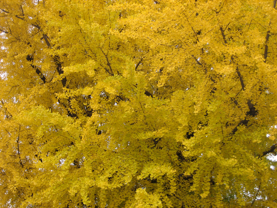 Golden ginkgo leaves.