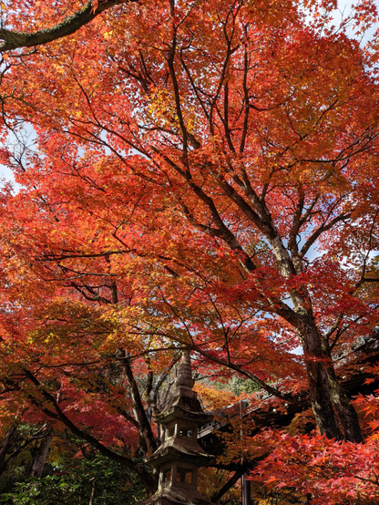The autumn colours soar above Jojakko-ji's hilly precincts.