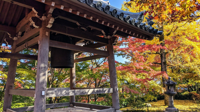 A ginkgo tree adds a background of yellow for Jojakko-ji's bell tower.