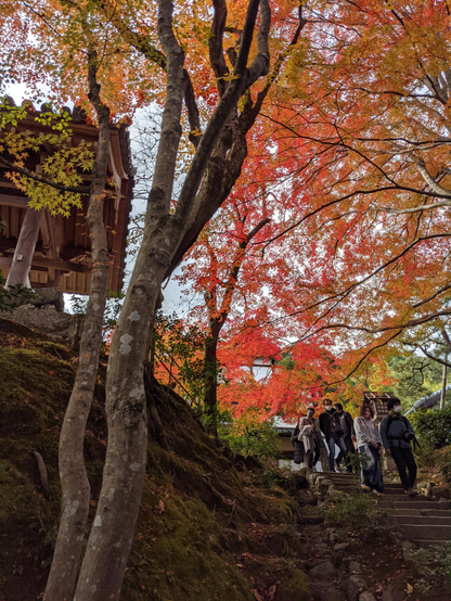 Visitors descend the steep steps at Jojakko-ji, beneath a canopy of autumn colours.
