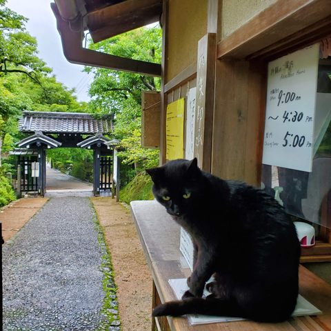 Kurobee, Jojakko-ji's black temple cat, sits at the small ticket office.
