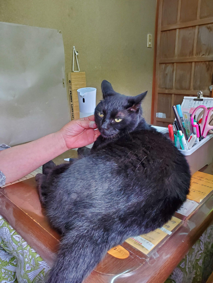 Kurobee the black cat enjoying strokes in Jojakko-ji's ticket office.