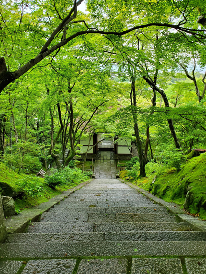 Looking down under a canopy of fresh green maple leaves to the thatched gate of Jojakko-ji.