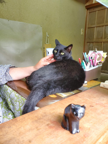 Kurobee the black cat enjoying strokes in Jojakko-ji's ticket office.