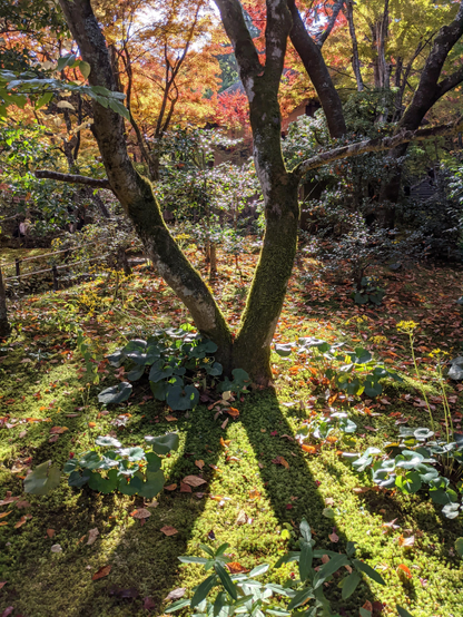 At sunset the shadows lengthen and the brilliant autumn colours shine bright.