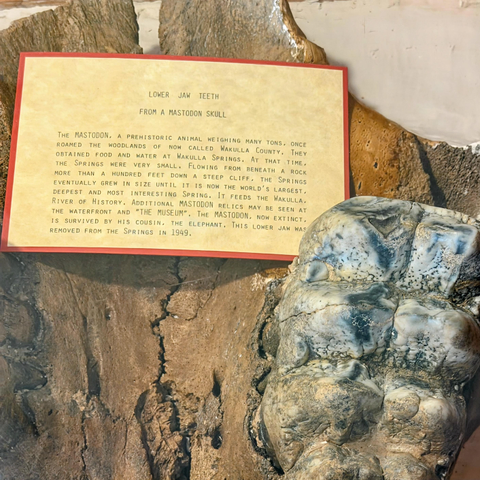 Lower Jaw Teeth from a Mastodon Skull

The mastodon, a prehistoric animal weighing many tons, once roamed the woodlands of what is now called Wakulla County. They obtained food and water at Wakulla Springs. At that time, the springs were very small. Flowing from beneath a rock more than a hundred feet down a steep cliff, the springs eventually grew in size until it is now the world’s largest, deepest, and most interesting spring. It feeds the Wakulla River of History. Additional mastodon relics may be seen at the waterfront and the museum. The mastodon, now extinct, is survived by its cousin, the elephant. This lower jaw was removed from the springs in 1949.
