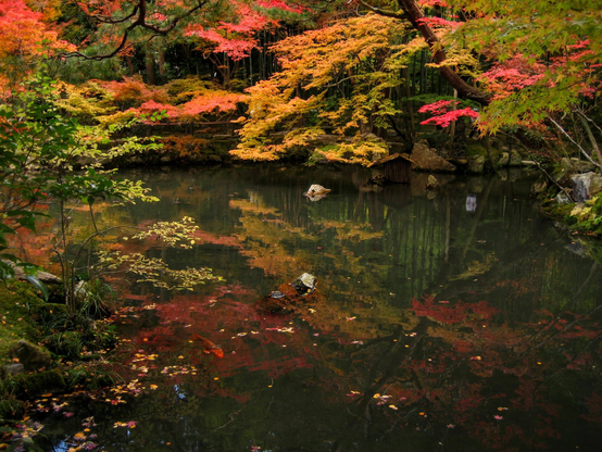 Autumn colours reflected in the pond at Tenju-an.