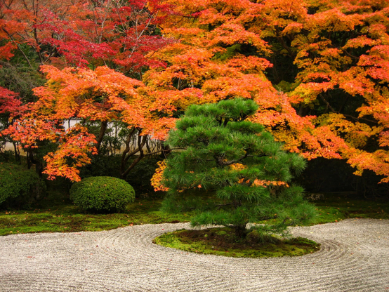 A small pine tree grows in the dry landscape garden at Tenju-an...in autumn red and orange leaves make the perfect backdrop.