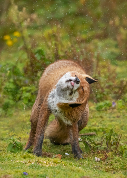 Photograph of a red fox in mid shake, tongue stuck out, head at an angle, both ears flapping wildly.