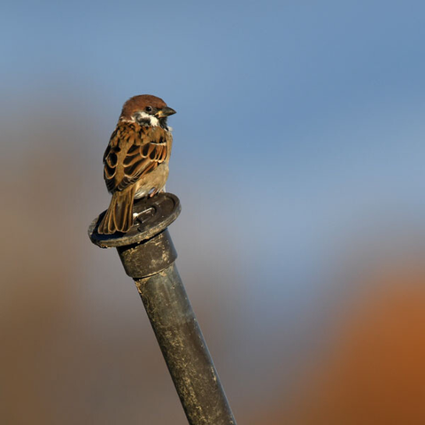 支柱の上に止まるスズメ。くちばしの根本が黄色い。