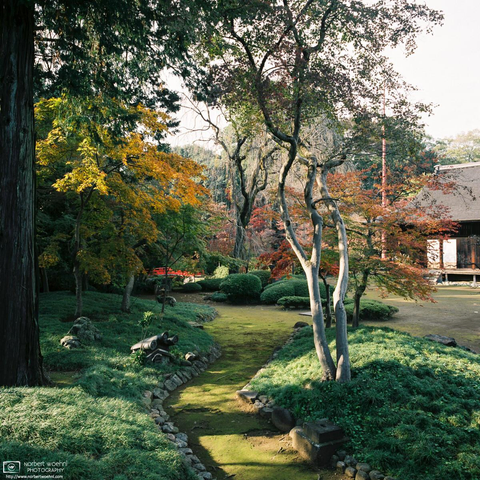 Autumn impression from the garden at Kita-in Temple in Kawagoe, Saitama Prefecture, Japan.