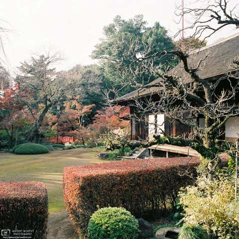 Autumn impression from the garden at Kita-in Temple in Kawagoe, Saitama Prefecture, Japan.