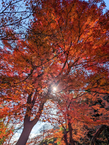 Autumn colours above the Tenjingawa at Kitano Tenmangu.