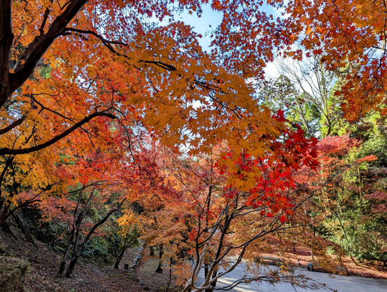 Beneath the Odoi the Tenjingawa river is flanked by groves of maple trees that come alive in the autumn.
