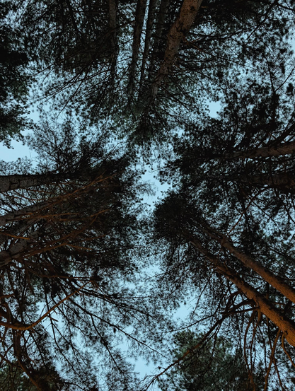 Pine tops seen from below, at dusk