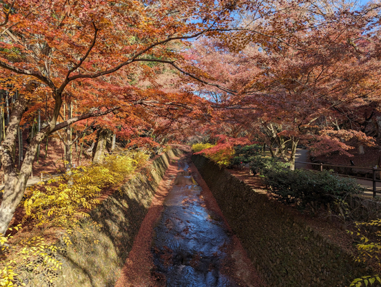 Autumn leaves above the Tenjingawa.