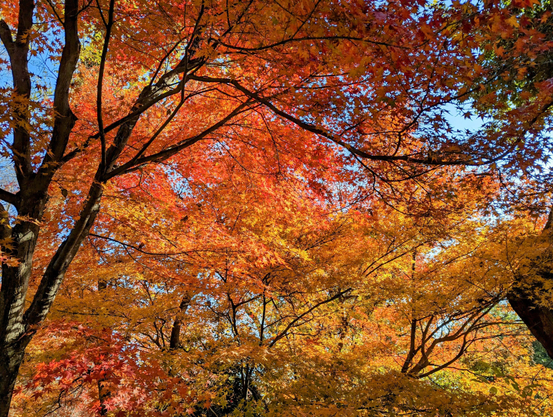 A sea of orange and yellow leaves.