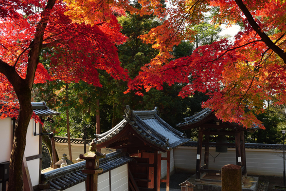 Autumn colours in the grounds of Chion-in.