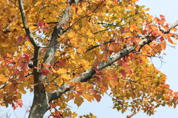 Autumn colours in the grounds of Chion-in.