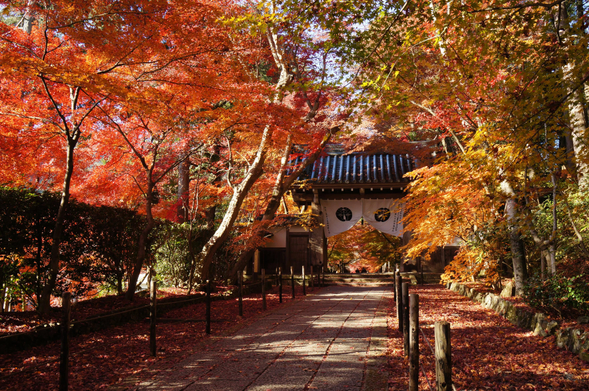 Stunning autumnal grounds of Komyo-ji.