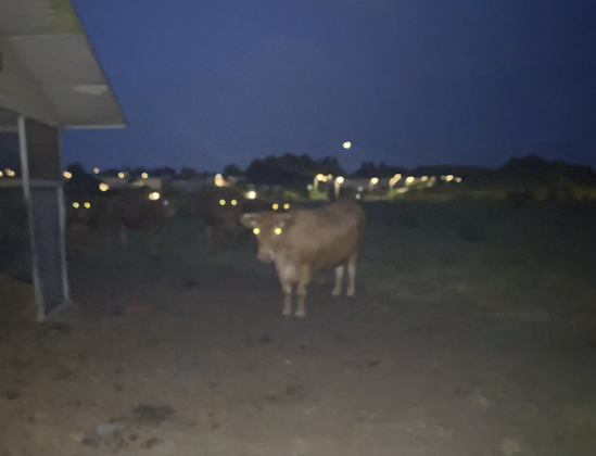Bunch of cows staring at me in the dark. "Have you moooooo'd our lord and savior cow?"