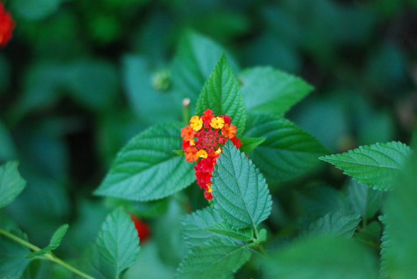 Red, yellow, and orange lantana flowers surrounded by deep green leaves