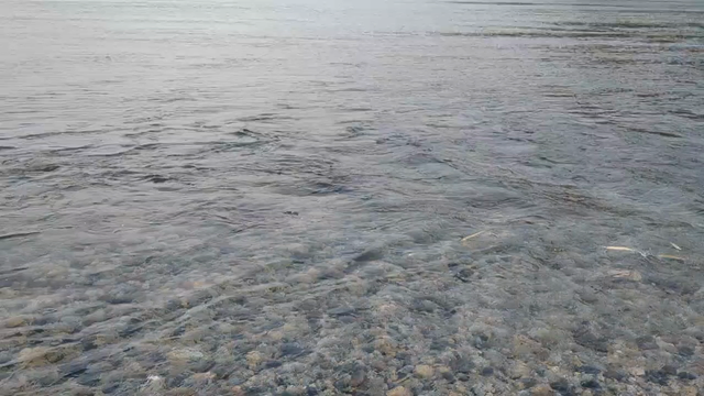 サヨリが跳ぶ動画