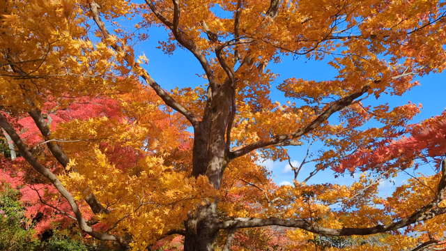 Blustery autumn wind blowing through the leaves at Yoshimine-dera.