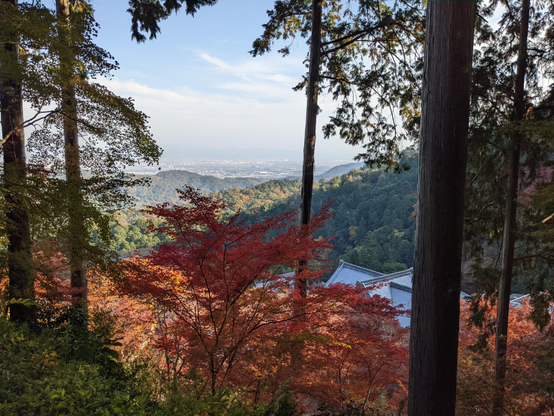 Looking down the mountain through autumn colours, to the lower precincts of Yoshimine-dera.