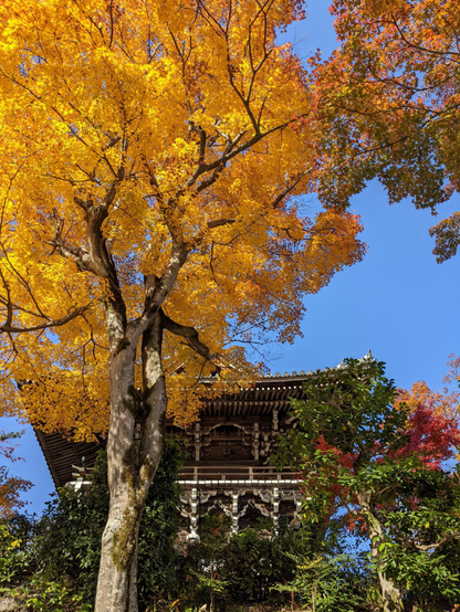 Stunning autumn yellows at Yoshimine-dera.