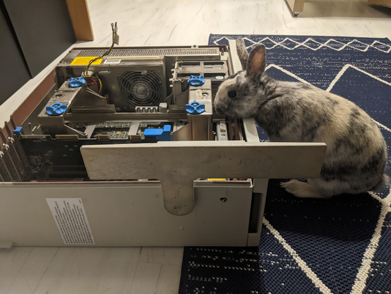 My pet rabbit Laser, peeking curiously inside old IBM PS/2 machine