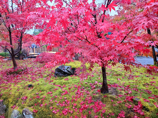 Stunning red maple leaves and verdant moss...the colours popping on a rainy day.