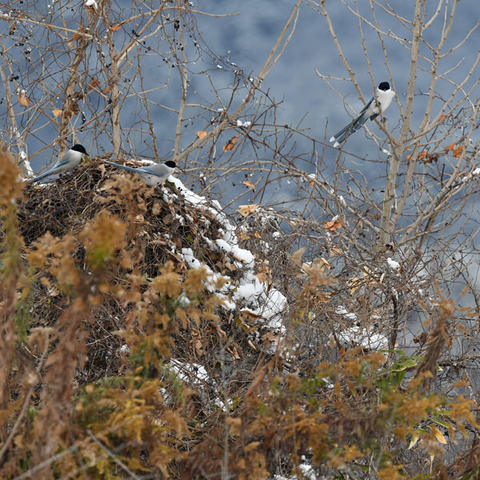 枯れた枝や草の茂みの上に、3羽のオナガ（青い長い尾と黒い頭が特徴）が止まっています。手前の枯れ草はオレンジがかった茶色で、背景は雪がうっすら積もった里山です。