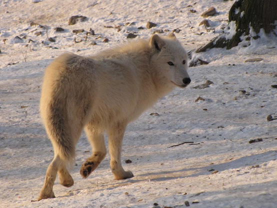 A picture of a wolf.