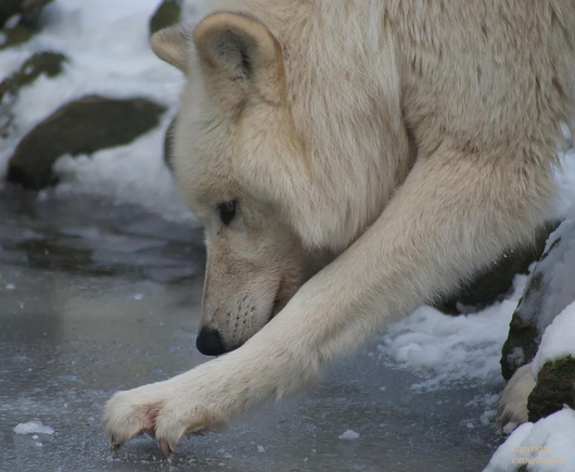 A picture of a wolf.
