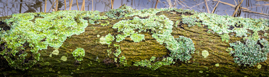 Detail of the city of Gouda