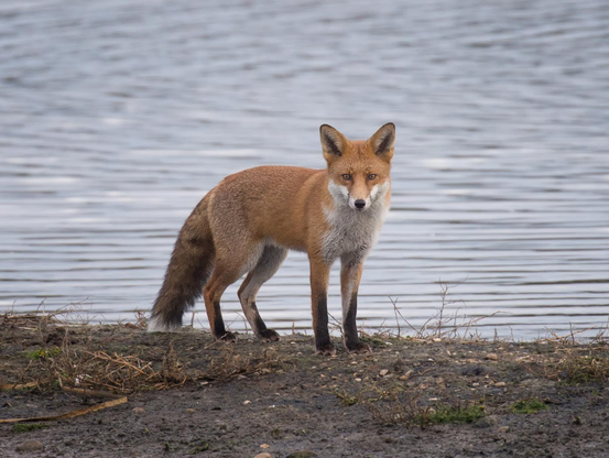 Picture of a Fox