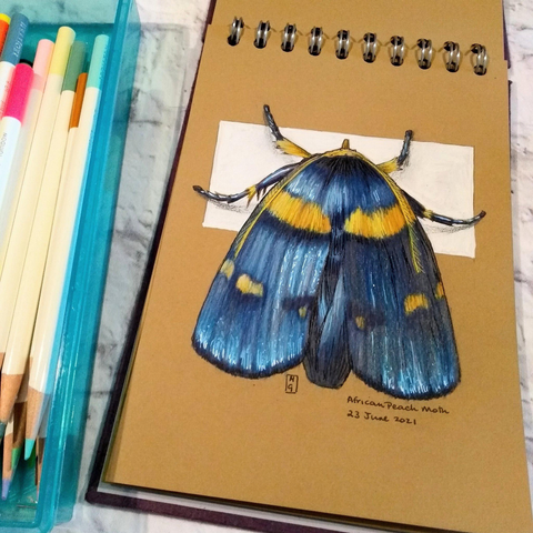 A drawing in a buff coloured sketchbook of an African peach moth, a blue moth with yellow markings.  The moth has an iridescent metallic appearance. 
