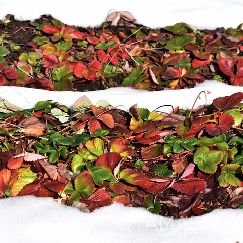 雪に囲まれた畑で、赤や緑に色づいたイチゴの葉が密集して生えている様子。