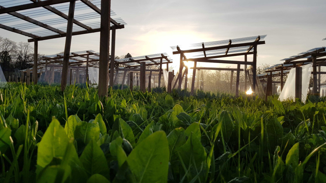 Picture of our lab's global change experiment in grassland in Berlin